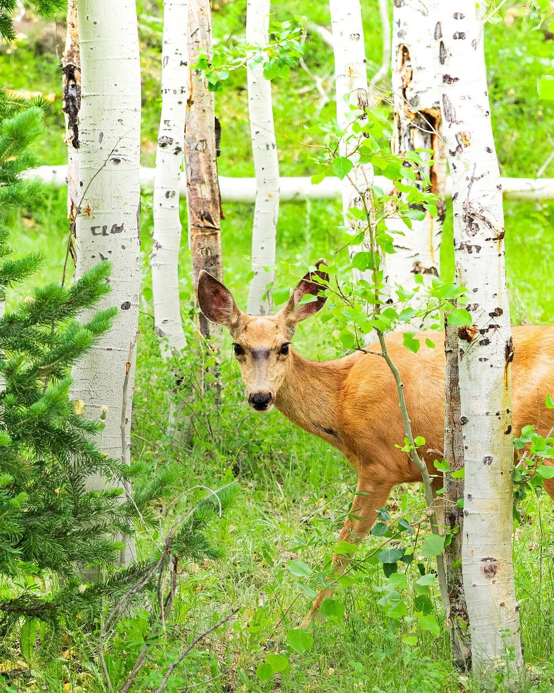 NATURE image Nature_8.jpg